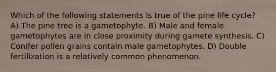 Which of the following statements is true of the pine life cycle? A) The pine tree is a gametophyte. B) Male and female gametophytes are in close proximity during gamete synthesis. C) Conifer pollen grains contain male gametophytes. D) Double fertilization is a relatively common phenomenon.