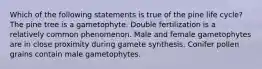 Which of the following statements is true of the pine life cycle? The pine tree is a gametophyte. Double fertilization is a relatively common phenomenon. Male and female gametophytes are in close proximity during gamete synthesis. Conifer pollen grains contain male gametophytes.