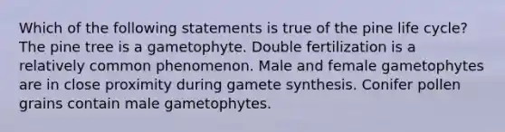 Which of the following statements is true of the pine life cycle? The pine tree is a gametophyte. Double fertilization is a relatively common phenomenon. Male and female gametophytes are in close proximity during gamete synthesis. Conifer pollen grains contain male gametophytes.