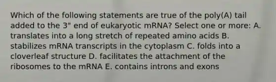 Which of the following statements are true of the poly(A) tail added to the 3" end of eukaryotic mRNA? Select one or more: A. translates into a long stretch of repeated amino acids B. stabilizes mRNA transcripts in the cytoplasm C. folds into a cloverleaf structure D. facilitates the attachment of the ribosomes to the mRNA E. contains introns and exons