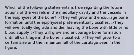 Which of the following statements is true regarding the future actions of the vessels in the medullary cavity and the vessels in the epiphyses of the bone? >They will grow and encourage bone formation until the epiphyseal plate eventually ossifies. >They will eventually degrade and die, leaving the bone with little or no blood supply. >They will grow and encourage bone formation until all cartilage in the bone is ossified. >They will grow to a certain size and then maintain all of the cartilage seen in the figure.