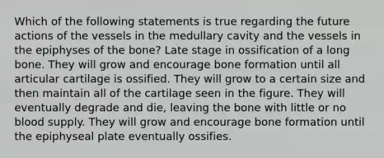 Which of the following statements is true regarding the future actions of the vessels in the medullary cavity and the vessels in the epiphyses of the bone? Late stage in ossification of a long bone. They will grow and encourage bone formation until all articular cartilage is ossified. They will grow to a certain size and then maintain all of the cartilage seen in the figure. They will eventually degrade and die, leaving the bone with little or no blood supply. They will grow and encourage bone formation until the epiphyseal plate eventually ossifies.