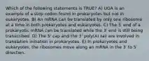 Which of the following statements is TRUE? A) UGA is an example of a stop codon found in prokaryotes but not in eukaryotes. B) An mRNA can be translated by only one ribosome at a time in both prokaryotes and eukaryotes. C) The 5′ end of a prokaryotic mRNA can be translated while the 3′ end is still being transcribed. D) The 5' cap and the 3' poly(A) tail are involved in translation initiation in prokaryotes. E) In prokaryotes and eukaryotes, the ribosomes move along an mRNA in the 3′ to 5′ direction.