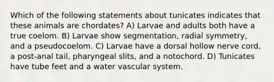 Which of the following statements about tunicates indicates that these animals are chordates? A) Larvae and adults both have a true coelom. B) Larvae show segmentation, radial symmetry, and a pseudocoelom. C) Larvae have a dorsal hollow nerve cord, a post-anal tail, pharyngeal slits, and a notochord. D) Tunicates have tube feet and a water vascular system.