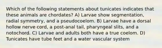 Which of the following statements about tunicates indicates that these animals are chordates? A) Larvae show segmentation, radial symmetry, and a pseudocoelom. B) Larvae have a dorsal hollow nerve cord, a post-anal tail, pharyngeal slits, and a notochord. C) Larvae and adults both have a true coelom. D) Tunicates have tube feet and a water vascular system