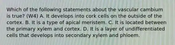 Which of the following statements about the vascular cambium is true? (W4) A. It develops into cork cells on the outside of the cortex. B. It is a type of apical meristem. C. It is located between the primary xylem and cortex. D. It is a layer of undifferentiated cells that develops into secondary xylem and phloem.