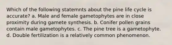 Which of the following statemnts about the pine life cycle is accurate? a. Male and female gametophytes are in close proximity during gamete synthesis. b. Conifer pollen grains contain male gametophytes. c. The pine tree is a gametophyte. d. Double fertilization is a relatively common phenomenon.