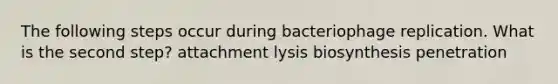 The following steps occur during bacteriophage replication. What is the second step? attachment lysis biosynthesis penetration