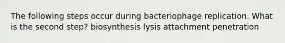 The following steps occur during bacteriophage replication. What is the second step? biosynthesis lysis attachment penetration