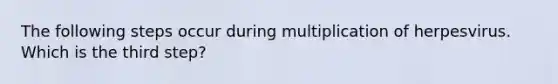 The following steps occur during multiplication of herpesvirus. Which is the third step?