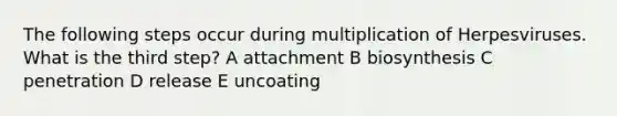 The following steps occur during multiplication of Herpesviruses. What is the third step? A attachment B biosynthesis C penetration D release E uncoating