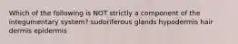 Which of the following is NOT strictly a component of the integumentary system? sudoriferous glands hypodermis hair dermis epidermis