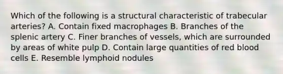 Which of the following is a structural characteristic of trabecular arteries? A. Contain fixed macrophages B. Branches of the splenic artery C. Finer branches of vessels, which are surrounded by areas of white pulp D. Contain large quantities of red blood cells E. Resemble lymphoid nodules