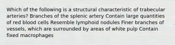 Which of the following is a structural characteristic of trabecular arteries? Branches of the splenic artery Contain large quantities of red blood cells Resemble lymphoid nodules Finer branches of vessels, which are surrounded by areas of white pulp Contain fixed macrophages