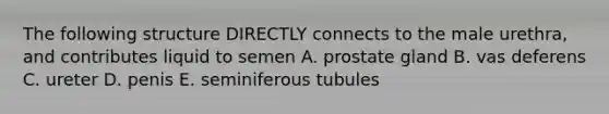 The following structure DIRECTLY connects to the male urethra, and contributes liquid to semen A. prostate gland B. vas deferens C. ureter D. penis E. seminiferous tubules