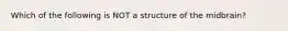 Which of the following is NOT a structure of the midbrain?