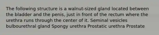 The following structure is a walnut-sized gland located between the bladder and the penis, just in front of the rectum where the urethra runs through the center of it. Seminal vesicles bulbourethral gland Spongy urethra Prostatic urethra Prostate