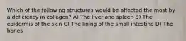 Which of the following structures would be affected the most by a deficiency in collagen? A) The liver and spleen B) The epidermis of the skin C) The lining of the small intestine D) The bones