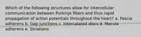 Which of the following structures allow for intercellular communication between Purkinje fibers and thus rapid propagation of action potentials throughout the heart? a. Fascia adherens b. Gap junctions c. Intercalated discs d. Macula adherens e. Striations