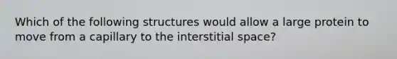 Which of the following structures would allow a large protein to move from a capillary to the interstitial space?