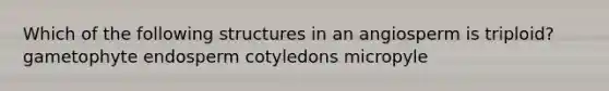 Which of the following structures in an angiosperm is triploid? gametophyte endosperm cotyledons micropyle