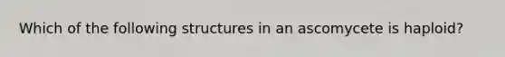 Which of the following structures in an ascomycete is haploid?