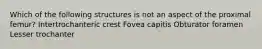 Which of the following structures is not an aspect of the proximal femur? Intertrochanteric crest Fovea capitis Obturator foramen Lesser trochanter