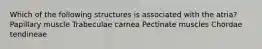 Which of the following structures is associated with the atria? Papillary muscle Trabeculae carnea Pectinate muscles Chordae tendineae
