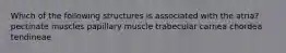 Which of the following structures is associated with the atria? pectinate muscles papillary muscle trabecular carnea chordea tendineae