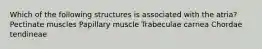 Which of the following structures is associated with the atria? Pectinate muscles Papillary muscle Trabeculae carnea Chordae tendineae