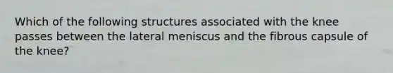 Which of the following structures associated with the knee passes between the lateral meniscus and the fibrous capsule of the knee?