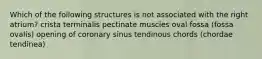 Which of the following structures is not associated with the right atrium? crista terminalis pectinate muscles oval fossa (fossa ovalis) opening of coronary sinus tendinous chords (chordae tendinea)