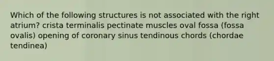 Which of the following structures is not associated with the right atrium? crista terminalis pectinate muscles oval fossa (fossa ovalis) opening of coronary sinus tendinous chords (chordae tendinea)