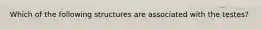 Which of the following structures are associated with the testes?