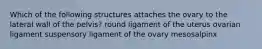 Which of the following structures attaches the ovary to the lateral wall of the pelvis? round ligament of the uterus ovarian ligament suspensory ligament of the ovary mesosalpinx