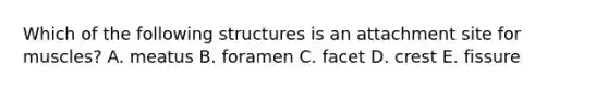 Which of the following structures is an attachment site for muscles? A. meatus B. foramen C. facet D. crest E. fissure