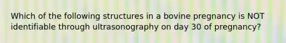 Which of the following structures in a bovine pregnancy is NOT identifiable through ultrasonography on day 30 of pregnancy?