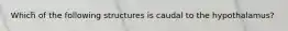 Which of the following structures is caudal to the hypothalamus?