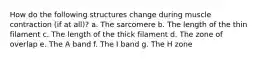 How do the following structures change during muscle contraction (if at all)? a. The sarcomere b. The length of the thin filament c. The length of the thick filament d. The zone of overlap e. The A band f. The I band g. The H zone