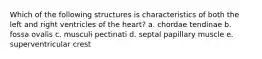 Which of the following structures is characteristics of both the left and right ventricles of the heart? a. chordae tendinae b. fossa ovalis c. musculi pectinati d. septal papillary muscle e. superventricular crest