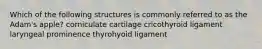 Which of the following structures is commonly referred to as the Adam's apple? corniculate cartilage cricothyroid ligament laryngeal prominence thyrohyoid ligament