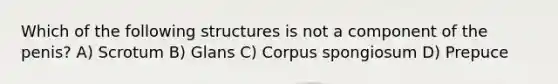 Which of the following structures is not a component of the penis? A) Scrotum B) Glans C) Corpus spongiosum D) Prepuce