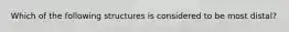 Which of the following structures is considered to be most distal?