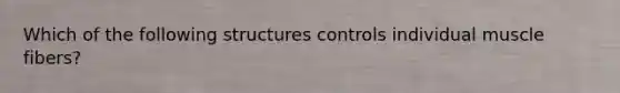 Which of the following structures controls individual muscle fibers?