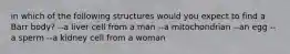 in which of the following structures would you expect to find a Barr body? --a liver cell from a man --a mitochondrian --an egg --a sperm --a kidney cell from a woman