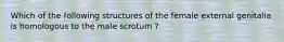 Which of the following structures of the female external genitalia is homologous to the male scrotum ?