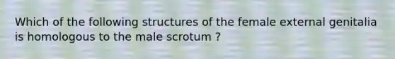 Which of the following structures of the female external genitalia is homologous to the male scrotum ?