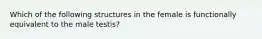 Which of the following structures in the female is functionally equivalent to the male testis?