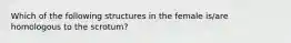 Which of the following structures in the female is/are homologous to the scrotum?