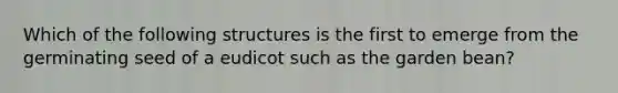 Which of the following structures is the first to emerge from the germinating seed of a eudicot such as the garden bean?